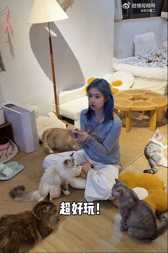 宠物酒店的猫狗可以陪客人玩乐。